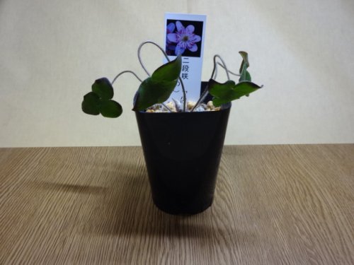 商品アップのお知らせ
