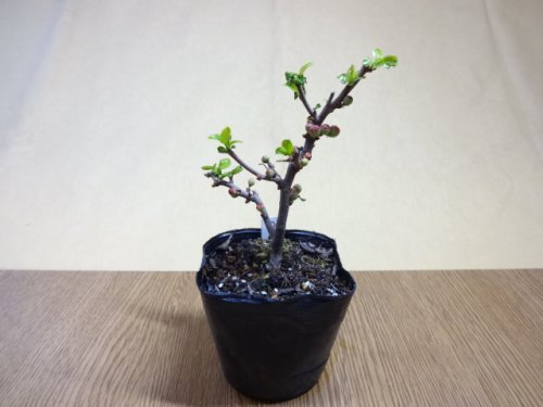 商品アップのお知らせ