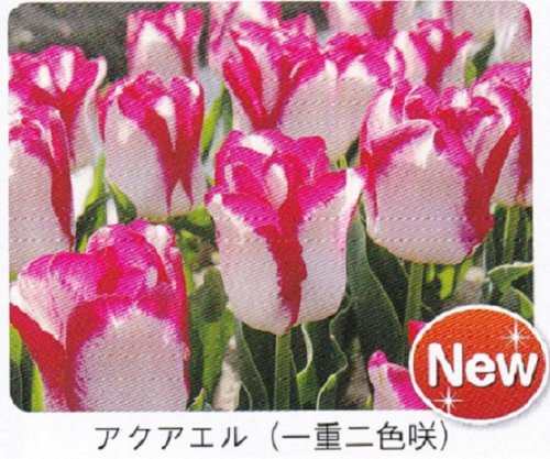 商品アップのお知らせ