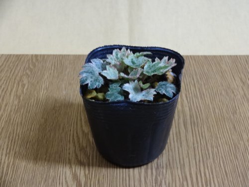 商品アップのお知らせ