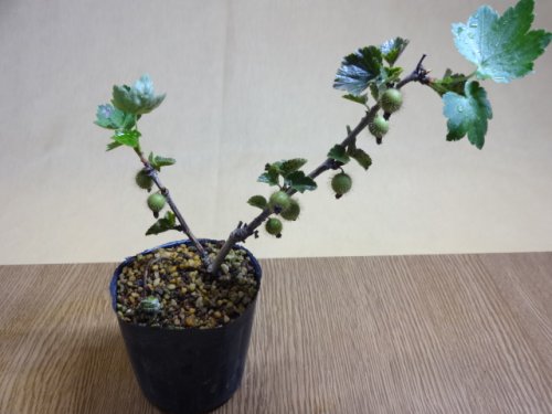 商品アップのお知らせ