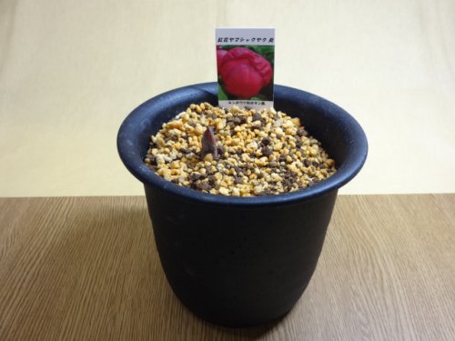 商品アップのお知らせ