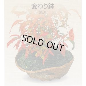 画像1: 変わり鉢