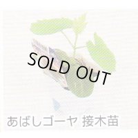 あばしゴーヤ接木苗