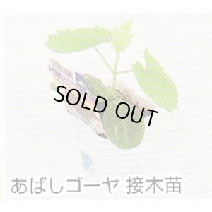 画像1: あばしゴーヤ接木苗