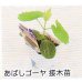 画像1: あばしゴーヤ接木苗 (1)
