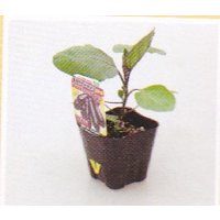 超やわらかナス接木苗
