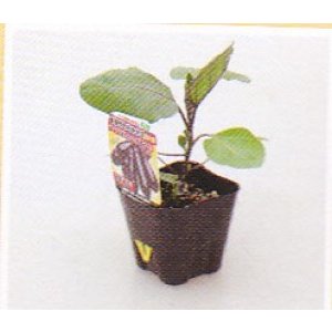 画像1: 超やわらかナス接木苗