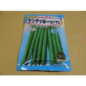 画像1: いんげん ケンタッキーカンサス