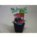 画像1: スイカ ブラックバルーンレッド 接木苗 (1)