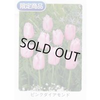 チューリップ球根 ピンクダイアモンド