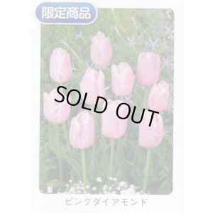 画像1: チューリップ球根 ピンクダイアモンド
