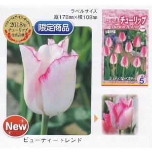 画像1: チューリップ球根 ビューティートレンド