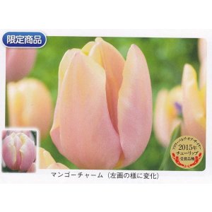 画像1: チューリップ球根 マンゴーチャーム