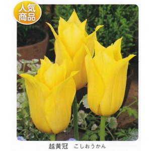 画像1: チューリップ球根 越黄冠(こしおうかん)