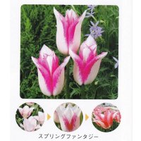 チューリップ球根　スプリングファンタジー