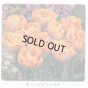 画像1: チューリップ球根 オレンジプリンセス