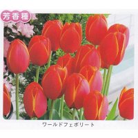 チューリップ球根 ワールドフェボリート