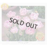 チューリップ球根 アンジェリケ