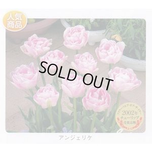 画像1: チューリップ球根 アンジェリケ