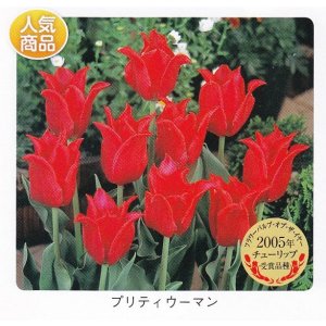 画像1: チューリップ球根 プリティウーマン