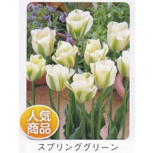 画像1: チューリップ球根 スプリンググリーン