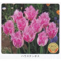チューリップ球根 ハウステンボス