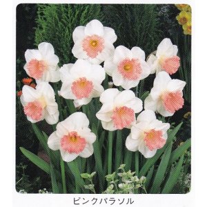 画像1: スイセン球根 ピンクパラソル