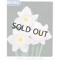 スイセン球根 ブリティッシュギャンブル