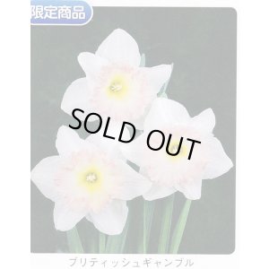 画像1: スイセン球根 ブリティッシュギャンブル