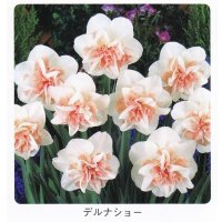 スイセン球根 デルナショー