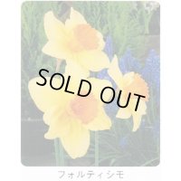 スイセン球根 フォルティシモ