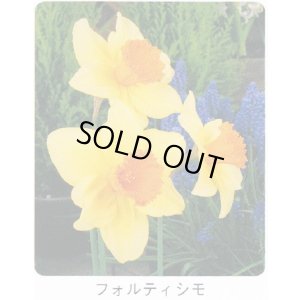 画像1: スイセン球根 フォルティシモ