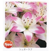 スカシユリ球根 シュガーラブ
