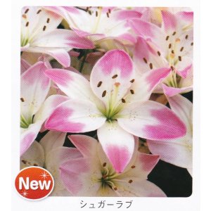 画像1: スカシユリ球根 シュガーラブ