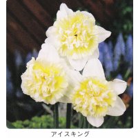 スイセン球根 アイスキング