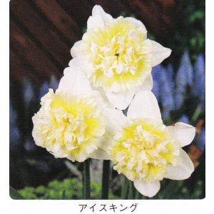 画像1: スイセン球根 アイスキング