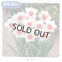 スイセン球根 デコイ