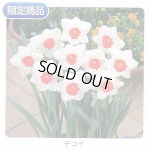 画像1: スイセン球根 デコイ