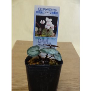 画像1: 原種シクラメン コウム シルバーリーフ/白花