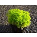 画像1: 生水苔 (1)