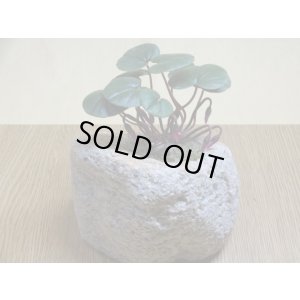 画像3: シクラメンコウム