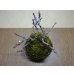 画像2: 苔玉(4) (2)