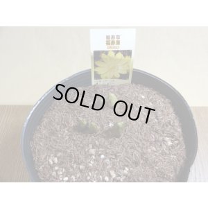 画像2: 福寿草 福寿海 5芽(b)