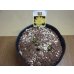 画像2: 福寿草 福寿海 5芽(a) (2)