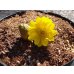 画像3: 福寿草 福寿海 5芽(a) (3)