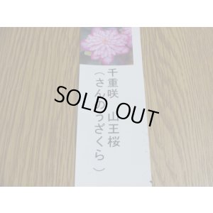 画像3: 雪割草 千重咲 山王桜