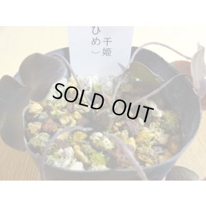 画像2: 雪割草 千重咲 千姫