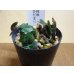 画像2: 雪割草 二段咲 日溜り (2)