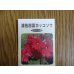 画像1: 濃色四国カッコソウ (1)